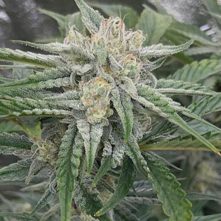 SMQR #2 x2 Mango Isle x 1