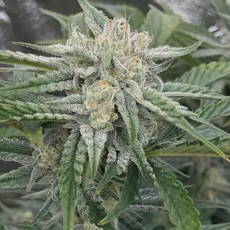 SMQR #2 x2 Mango Isle x 1