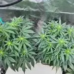 SMQR #2 x2 Mango Isle x 1