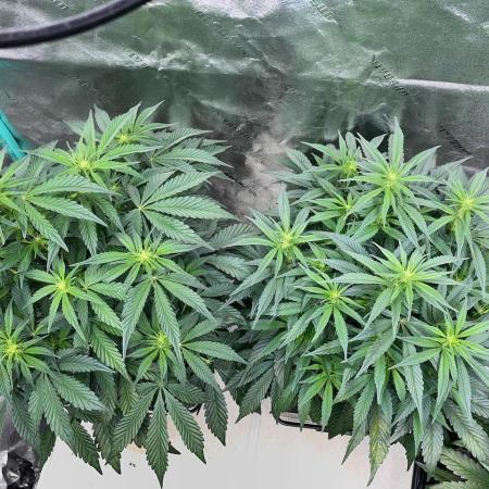 SMQR #2 x2 Mango Isle x 1