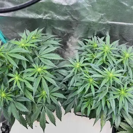 SMQR #2 x2 Mango Isle x 1