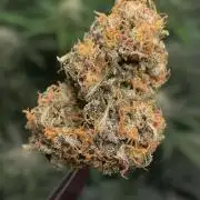 Strawpope, Sirius, ChemKush