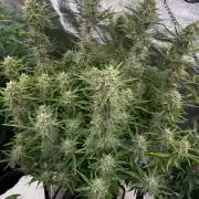 Strawpope, Sirius, ChemKush