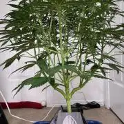 Eazyplug re-use test.