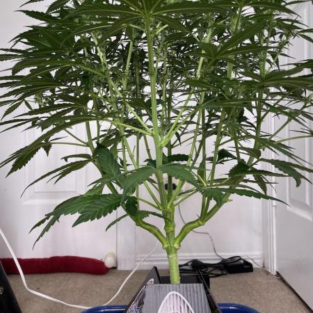 Eazyplug re-use test.