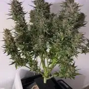 Strawpope, Sirius, ChemKush