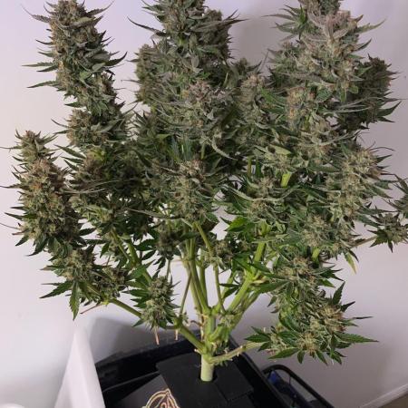Strawpope, Sirius, ChemKush
