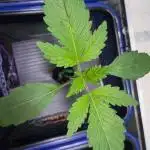 SMQR #2 x2 Mango Isle x 1