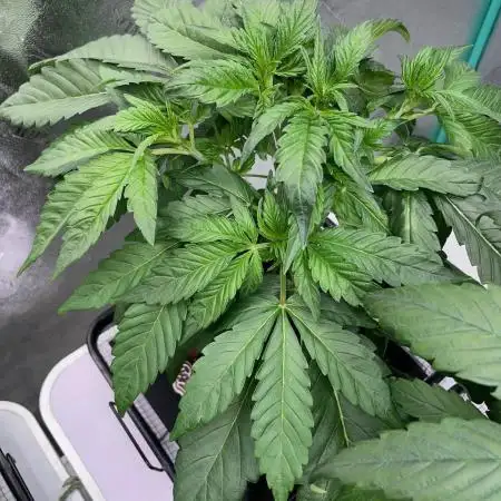 SMQR #2 x2 Mango Isle x 1