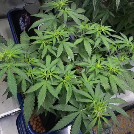 Eazyplug re-use test.