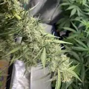 Eazyplug re-use test.