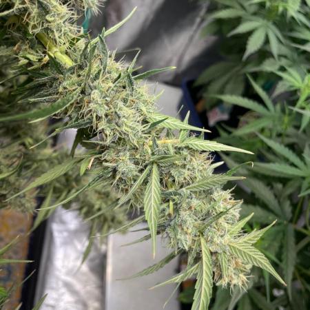 Eazyplug re-use test.