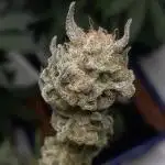 SMQR #2 x2 Mango Isle x 1