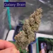 Galaxy Brain, Mango Isle, and Redball.