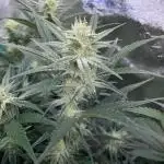 SMQR #2 x2 Mango Isle x 1