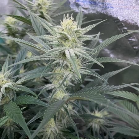 SMQR #2 x2 Mango Isle x 1