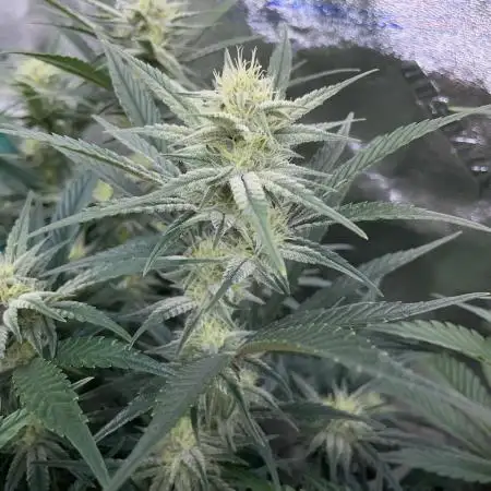 SMQR #2 x2 Mango Isle x 1