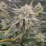 SMQR #2 x2 Mango Isle x 1