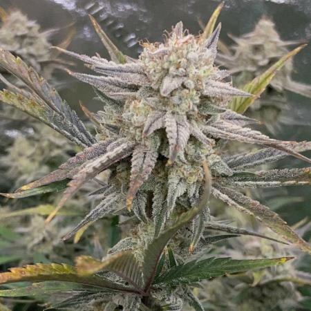 SMQR #2 x2 Mango Isle x 1