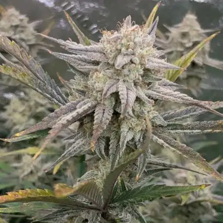 SMQR #2 x2 Mango Isle x 1