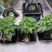 Strawpope, Sirius, ChemKush