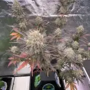 Plug-in-a-Tub: Compound V
