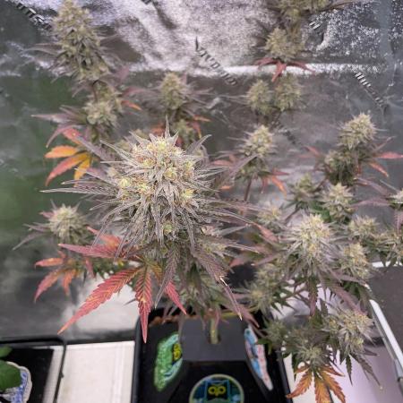 Plug-in-a-Tub: Compound V