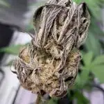 Master Bruce (bruce banner #3 auto F3 X Blue Powr