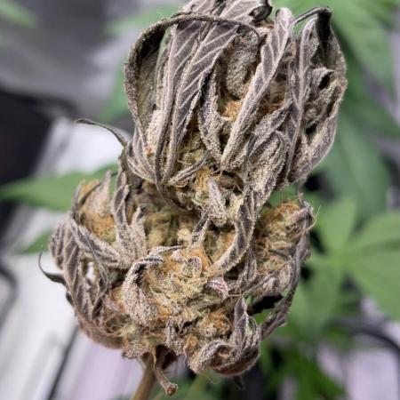 Master Bruce (bruce banner #3 auto F3 X Blue Powr