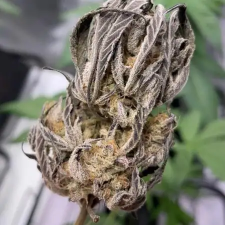 Master Bruce (bruce banner #3 auto F3 X Blue Powr