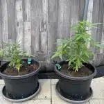 Wintergarten 2. Grow Critical + Moby