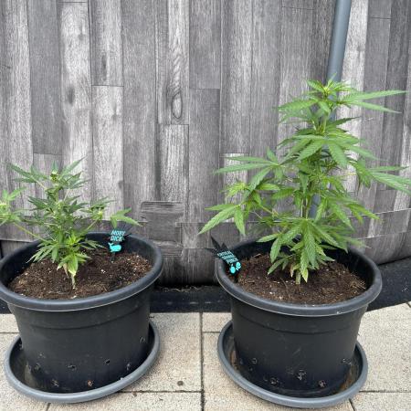 Wintergarten 2. Grow Critical + Moby