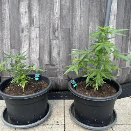 Wintergarten 2. Grow Critical + Moby