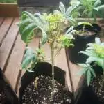 Royal Queen Grow 2019