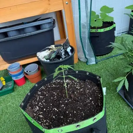 Garten Grow #2 /  Drippy Melon Automatic
