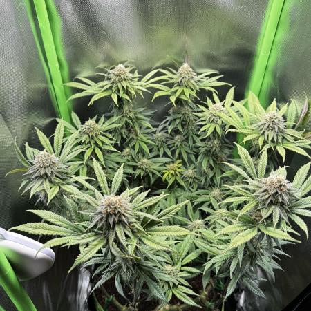 Erstes Mal Photoperiodisch: Orange Bud 2.0 / Sonnenerde / SANlight STIXX 50