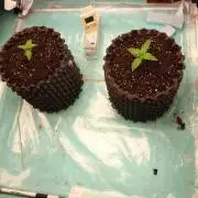 Auto Cinderella Jack
