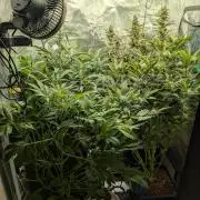 October Grow