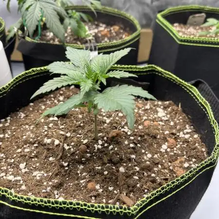 My 4x2 7plant 2025 run