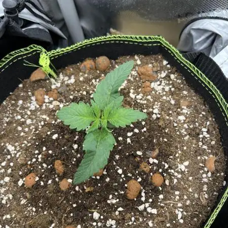 My 4x2 7plant 2025 run