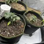 My 4x2 7plant 2025 run