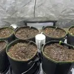 My 4x2 7plant 2025 run
