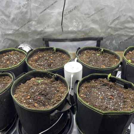 My 4x2 7plant 2025 run