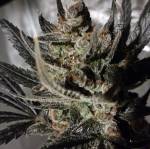 thC-4 of Purple