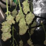 Sweet seed testers and a fast bud left-o