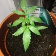 UK outdoor RQS F1 Orion auto