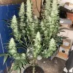 Special Kush No.1 uk summer long