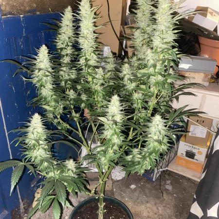 Special Kush No.1 uk summer long