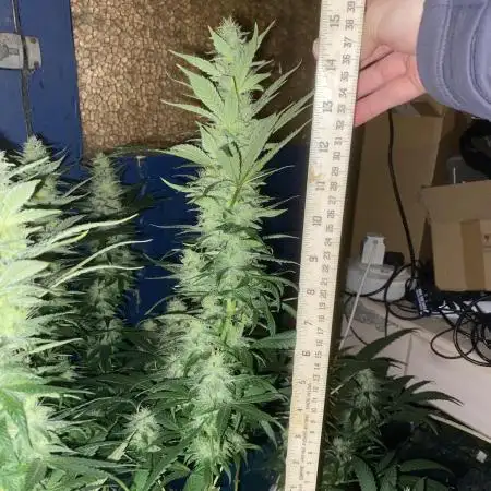 Special Kush No.1 uk summer long