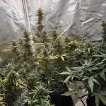RQS Northern Light Auto Juni 2025